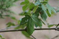 Acer campestre