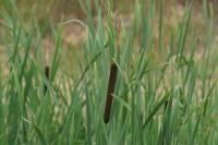 Typha latifolia