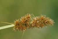 Carex otrubae