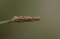 Eleocharis palustris
