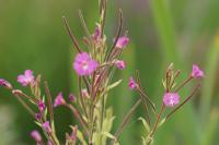 Epilobium hirsutum
