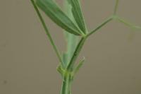 Lathyrus hirsutus