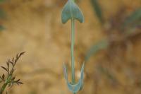 Blackstonia perfoliata
