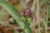Prunella vulgaris