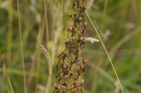 Himantoglossum hircinum