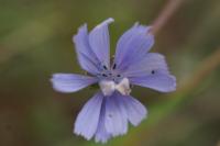 Cichorium intybus