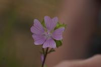 Malva moschata