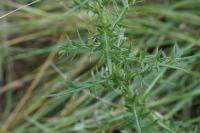 Cirsium vulgare