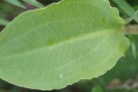 Alisma plantago-aquatica