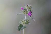 Clinopodium vulgare