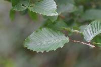 Carpinus betulus