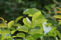 Juglans regia