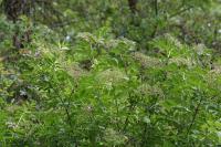 Sambucus nigra