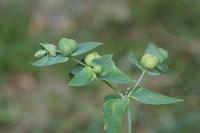 Euphorbia lathyris