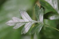 Crataegus monogyna
