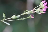 Centaurium erythraea
