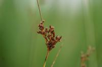Juncus effusus