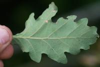 Quercus pubescens