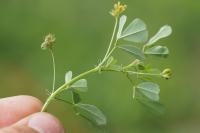 Medicago polymorpha