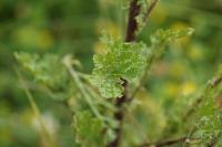 Jacobaea vulgaris
