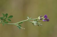 Medicago sativa