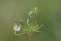 Geranium columbinum