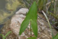 Sagittaria latifolia