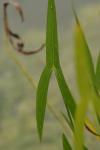 Sagittaria sagittifolia