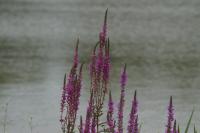 Lythrum salicaria