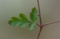 Geranium purpureum