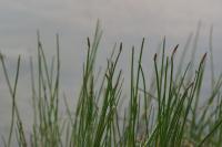 Eleocharis palustris