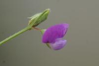 Lathyrus hirsutus