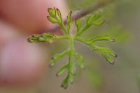 Malva moschata