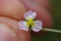 Alisma plantago-aquatica