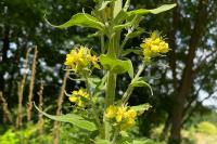 Verbascum lychnitis