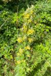 Verbascum lychnitis