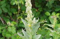 Verbascum densiflorum