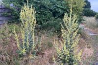 Verbascum pulverulentum