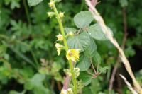Verbascum blattaria