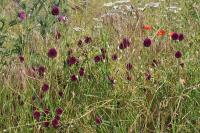 Allium sphaerocephalon