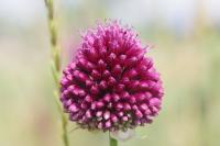 Allium sphaerocephalon