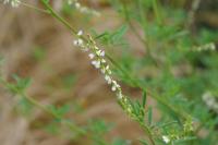 Melilotus albus