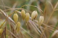 Avena sativa