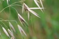 Avena fatua