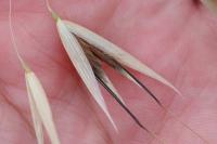 Avena fatua