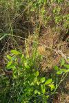 Juncus effusus