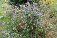 Malva sylvestris