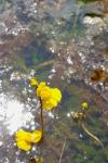 Utricularia neglecta