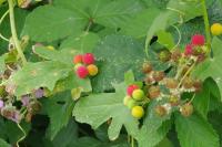 Bryonia dioica