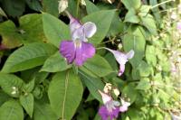 Impatiens balfourii